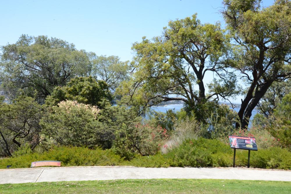 The Grevillea and Hakea garden located at Roe Gardens overlooking Perth city